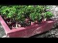 Taiwan Argao Bonsai Trees