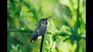 Suara santai selama 2 jam, Burung Kolibri Anna bernyanyi di dahan