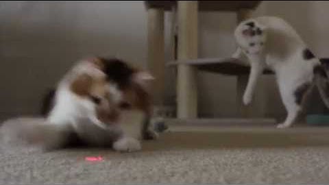 Why Does My Cat... Chatter at Birds?