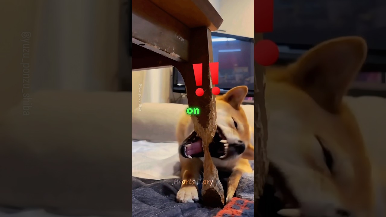 Shiba Inu Had a 6-Month Plan… And Finally Did It 😭 | Dog Behavior #dog #pets #shorts