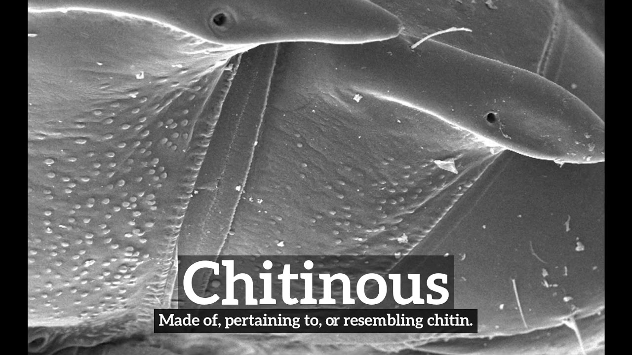 How to Say Chitinous in English? | What is Chitinous? | How Does Chitinous Look?