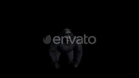 Gorilla | Motion Graphics - Envato elements