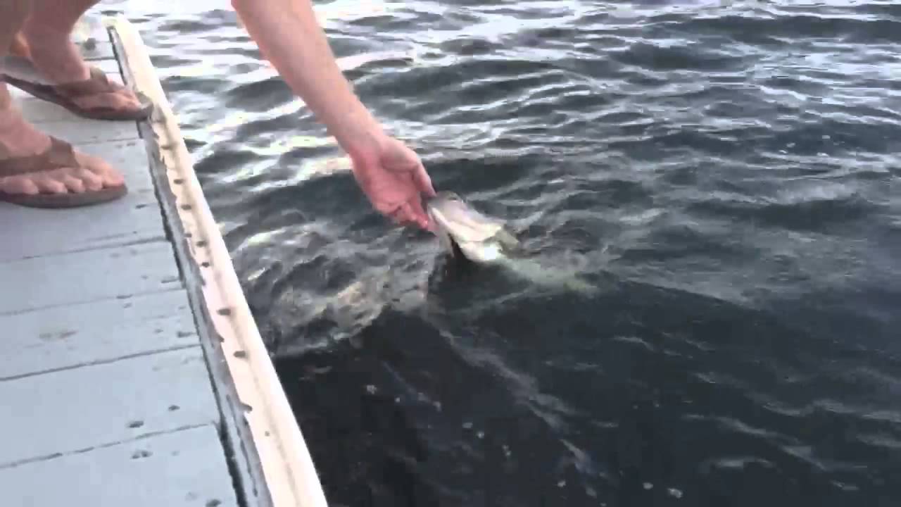 Lake Sherwood Bass Fishing Secrets YouTube