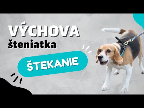 Video: Ako hlasno šteká pes?