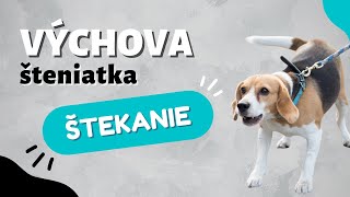 Ako Naučiť Psa Nereagovať Štekaním Canislog Slovakia