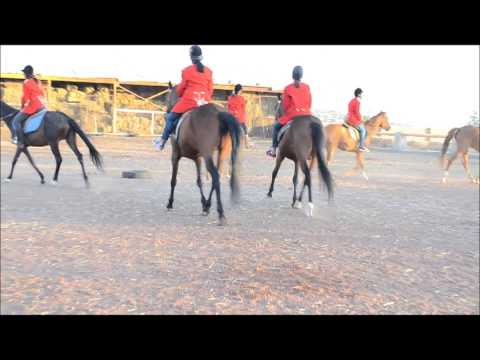 Video: Ձիերով ոջիլներով վարակում