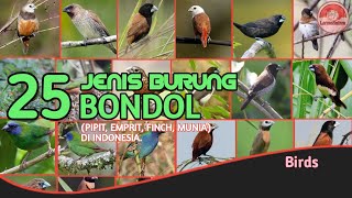 25 Jenis Burung Pipit, burung Bondol, burung Emprit di Indonesia.