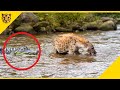 Akibat Masuk Kandang Lawan! Detik-Detik Buaya Memangsa Hyena di Sungai