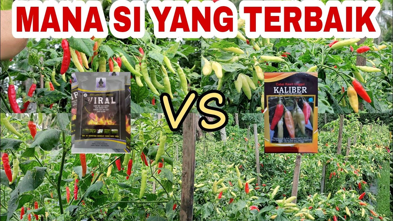 Cabe Rawit Viral VS Kaliber