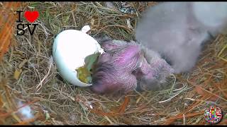 Birth of Two Bald Eagles Romeo and Juliet - American eagle foundation