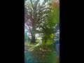 Chilltones - Digital FloJa