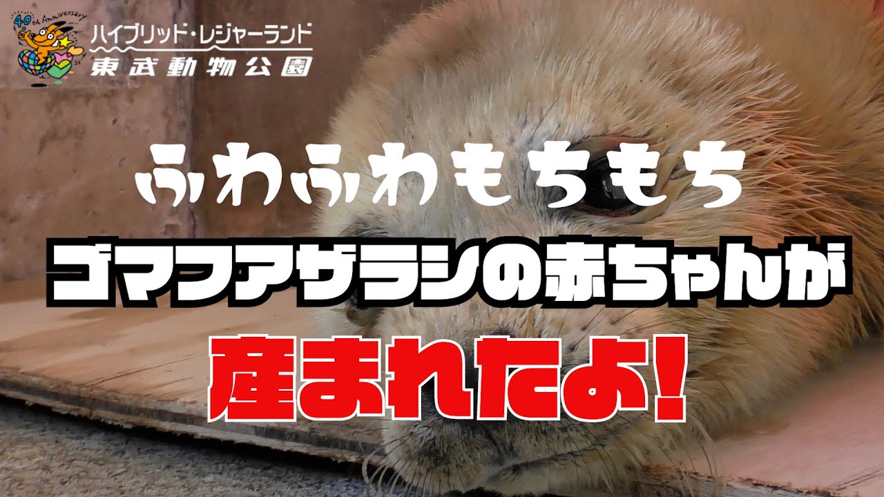 動物園トップ ハイブリッド レジャーランド東武動物公園公式webサイト