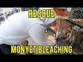 RESCUE MONYET LEMES DI BLEACHING!!! GAK ADA OTAK!!! SEMUA HEWAN DI WARNAIN!!! / GAK NURUT HANTAM!!!