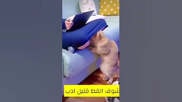 قليل الادب يستاهل لايك Shorts 