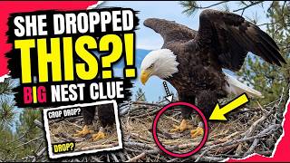 Kaydee Made a Strange Move at the Nest 😳🦅 — What That “Crop Drop” Really Means | Big Bear Eagles
