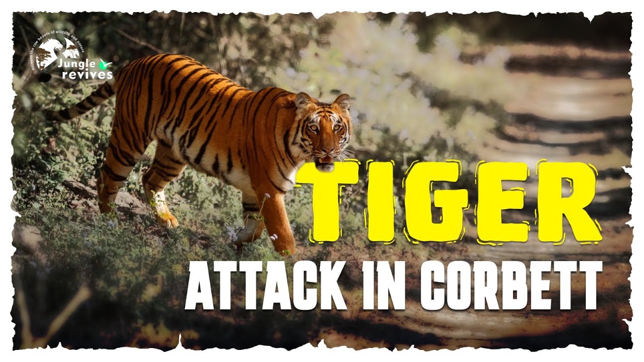 Ramnagar to Marchula | Tiger Attacks in Corbett (Not a Safari)