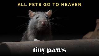 💔 Tiny Paws – A Song for Those Grieving Their Rat screenshot 4