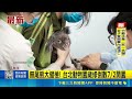 無尾熊大健檢! 台北動物園歲修倒數7/2開園 長臂猿.大象.河狸水池刷乾淨! 動物健檢萌樣曝｜三立新聞LIVE