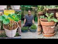 How to Start Gardening in Lockdown | Gardening in water | Without Seeds.