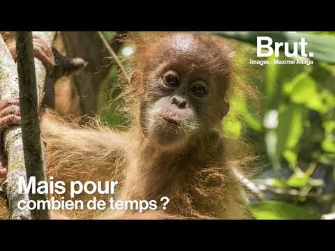 Vidéo: L'ADN D'un Orang-outan Augmente Les Chances De Survie : étude