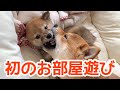 遂に2匹をお部屋で遊ばせてみた！【豆柴姉弟】