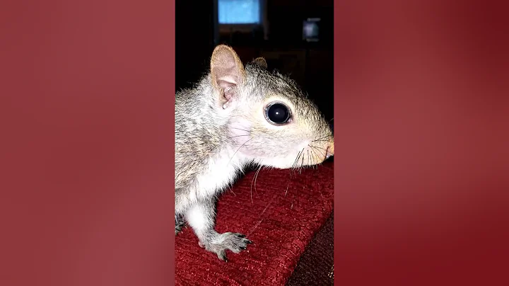 I'm AWAKE!  Albert squirrel