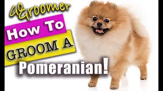 How to GROOM a POMERANIAN! #BestPomeranianTutorial