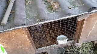 вес крольчат в 2 месяца,помесь ризена с французским бараном