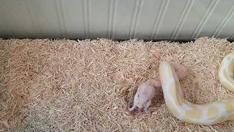 Albino Python Feeding Part II