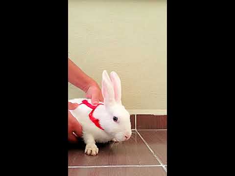 Video: Bir Tavşana Ilmek Nasıl Takılır