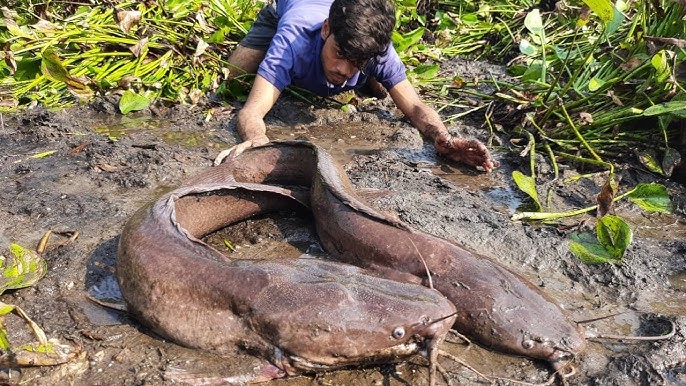 Best Asian Hand Fishing Video -Traditional Catching Lots Of Catfish By hand  Today Amazing Fish Video 