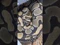 #hiphop #ballpython #snake #reptiles #reptilekeeper #python #ballpythonbreeder