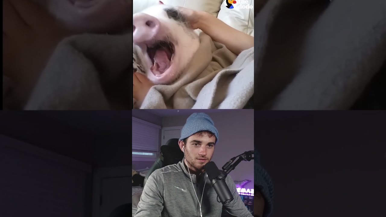 If You Yawn At This Video Like Animals