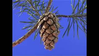 Healing Herbs Bach Essence Pine | Pharmakopolis