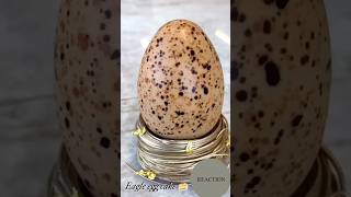 Eagle egg cake 🍰 subscribe for more♥️ #chocolate #art #cake #eagle #egg
