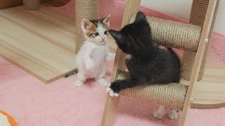 A Brave Kitten Made Her Body Really Big in front of Her Big Sister