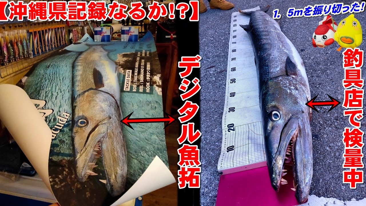 沖縄県記録級の魚】磯釣り衝撃サイズのカマス・バラクーダ釣り