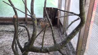 Brown Hare meets rabbit - interesting encounter