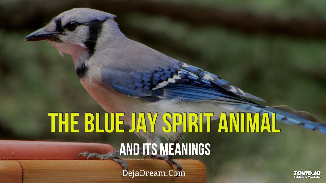 The Blue Jay Spirit Animal And Its Meanings Dejadream