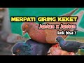 Merpati giring keket di kandang