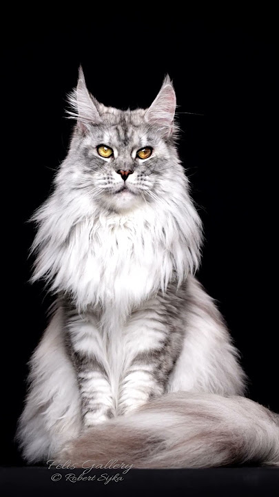 Diva.