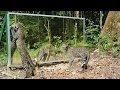 Leopards VS mirror - 3 years later same mom with her new cub (identification demonstrated in clip)