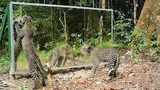 Leopards Vs Mirror - 3 Years Later Same Mom With Her New Cub (Identification Demonstrated In Clip)