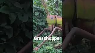 Giant Grasshopper | Insectlandia