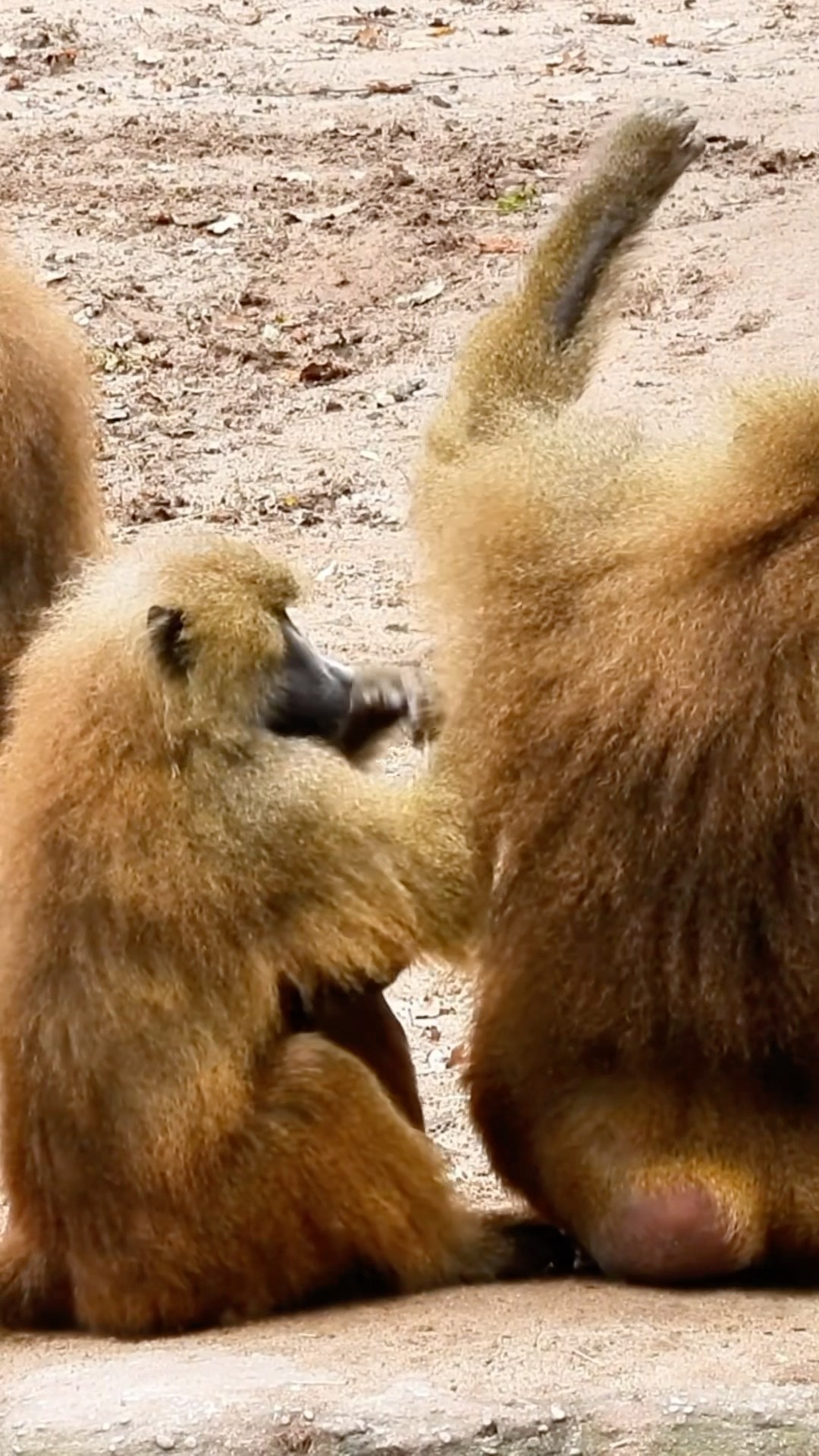 Monkeys Helping Each Other