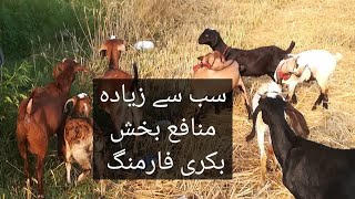 Goat farming in Pakistan| Taidy goats|Best goat farming video in punjabi||Teddy goat farming tips