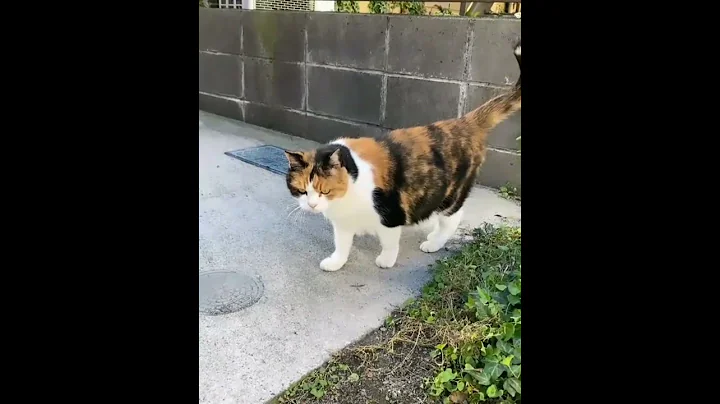 Video 4951881: cat kittycat cute, cat kittens cute big, cute animals big cat