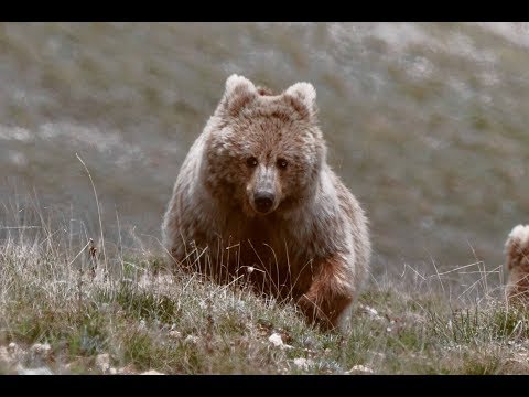 Video: Aksu-Dzhabagly naturreservat: bilder, severdigheter, flora og fauna