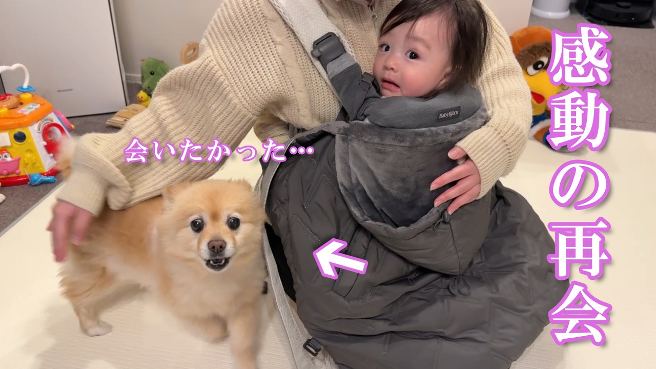 実家に帰省していた赤ちゃんとママ、久しぶりの再会を果たしたポメラニアンがこうなりました…