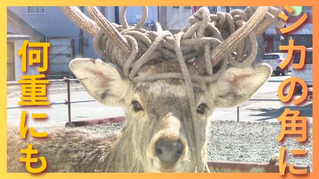 Multiple ropes wrapped around their antlers: At least two deer